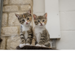 The Kitten Cakes Club!