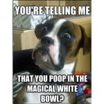 mr boxer man