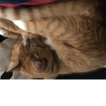CATS$$$
