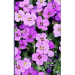 Cults of flowers