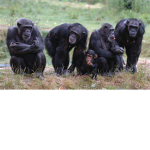 Chimpanzee Empire
