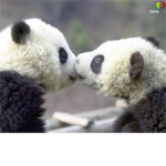 pandas in love