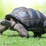 Tortoise Fanclub