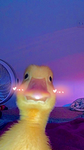 *~duckies~*0