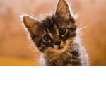 ~kitty club~
