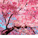 WildPinkSakuraTree