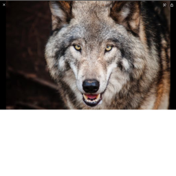 Wolf simulator