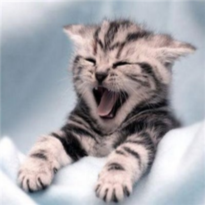 Cute cat Roblox decal
