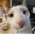 my kitty kat meow meow is hot