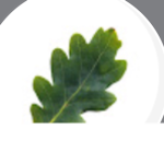 White swamp oak fan club