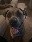 brutus the loving dog