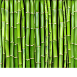 BAMBOO CULB