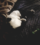 KITTY'S GAME'S