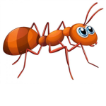 ant_
