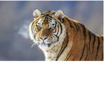 Tiger Group Games And Me