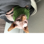 Cat and funny