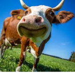 COWS ARE HOT!!!!