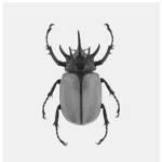 The Grey Beetle Association