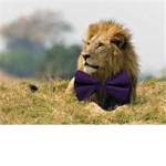 ♥Purple Protectors of bullying♥