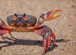 The crab community