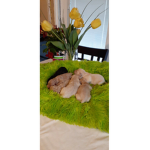 Puppy Cows