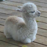 The lonley Llama