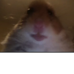 My rat group