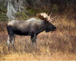 The clan of the moose