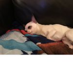 My Flappy Dogs