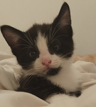 xMeow x