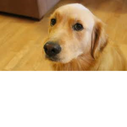 if u like doges and dogs today is ur lucky lucky d