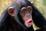 The Super monkeys.