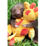 Slothlove
