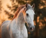 Riverview Equestrian Center
