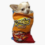 PetSpire