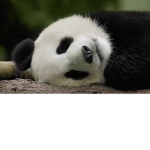 YO I like Pandas