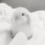 dollbunni
