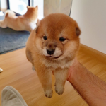 Shiba Inu Groupers