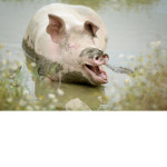 PIG STAN