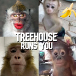The Treehouse'