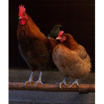 we all chickens