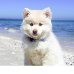 Love your pup