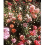 Flowers<3:)