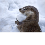 OtterOtter