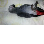 The cutie parrot group