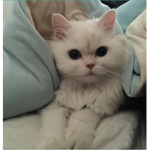bimbwoz