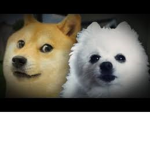 Doge And Gabe Fan Club