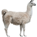 Llama club official group