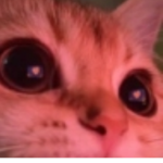 If a cat does meow then a cat does meow