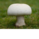 MUSHROOMSQUAD!